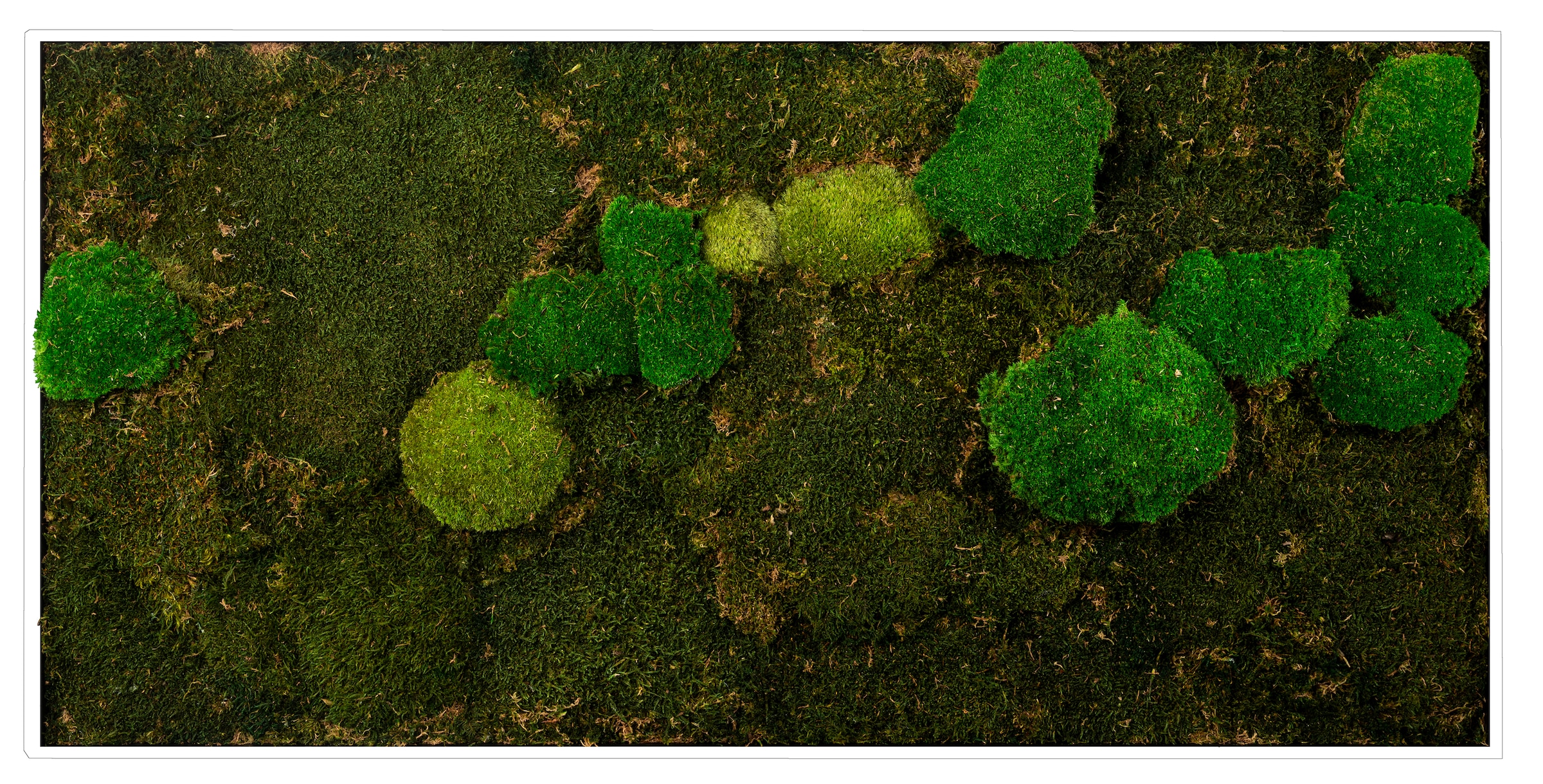 Bönninghoff Bild mit Rahmen »Mixmoos« Natur 1 Stk. tlg. jedes Bild ein Unik günstig online kaufen