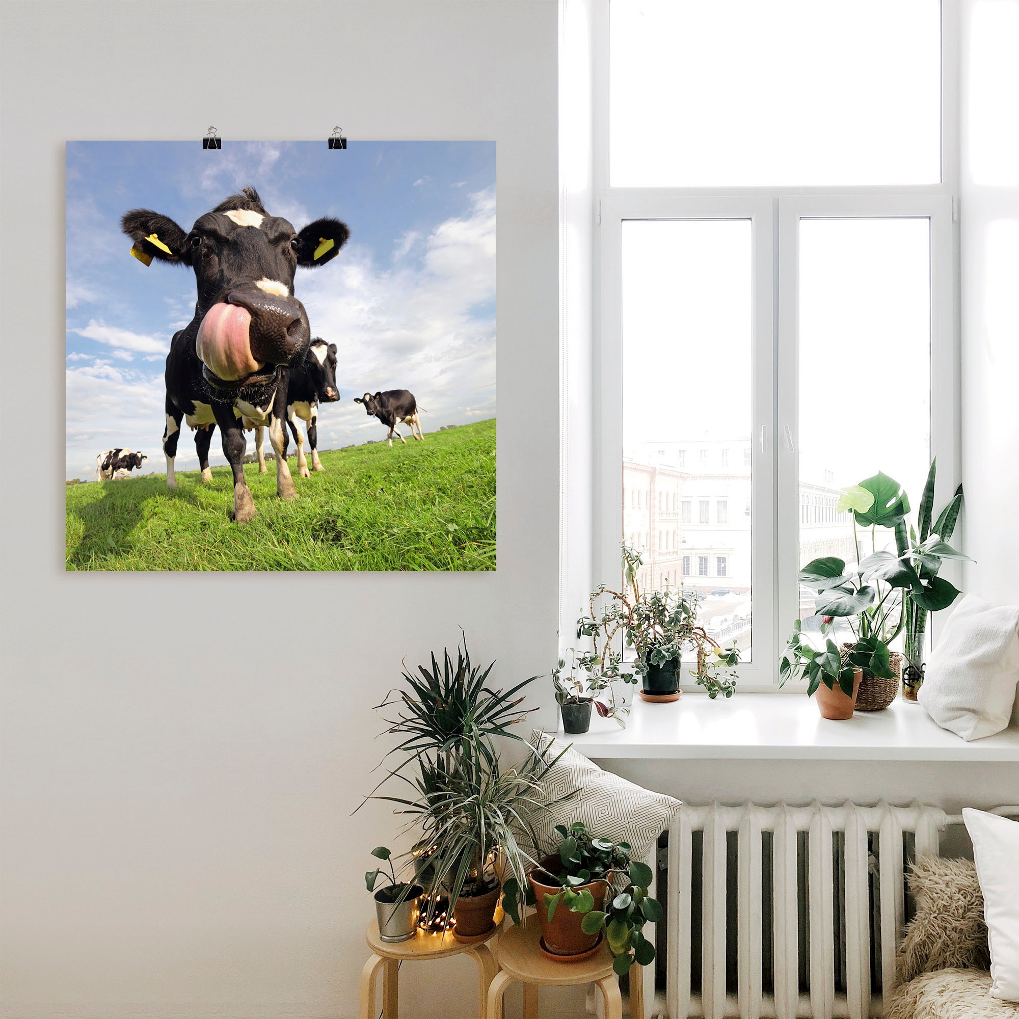 Artland Wandbild »Holstein-Kuh mit gewaltiger Zunge«, Haustiere, (1 St.), als Alubild, Outdoorbild, Leinwandbild, Poster, Wandaufkleber