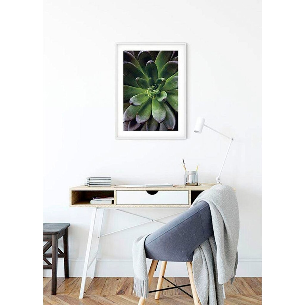 Komar Poster »Succulent Single«, Pflanzen-Blätter, (1 St.)