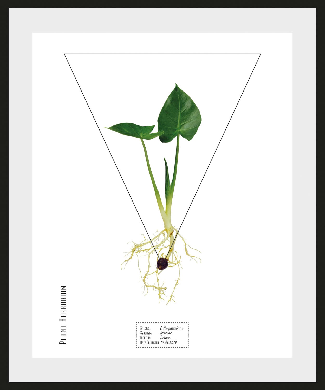 queence Bild »Calla palustrisa« Pflanzen   Pflanzenbilder   Schriftzug 1 St günstig online kaufen