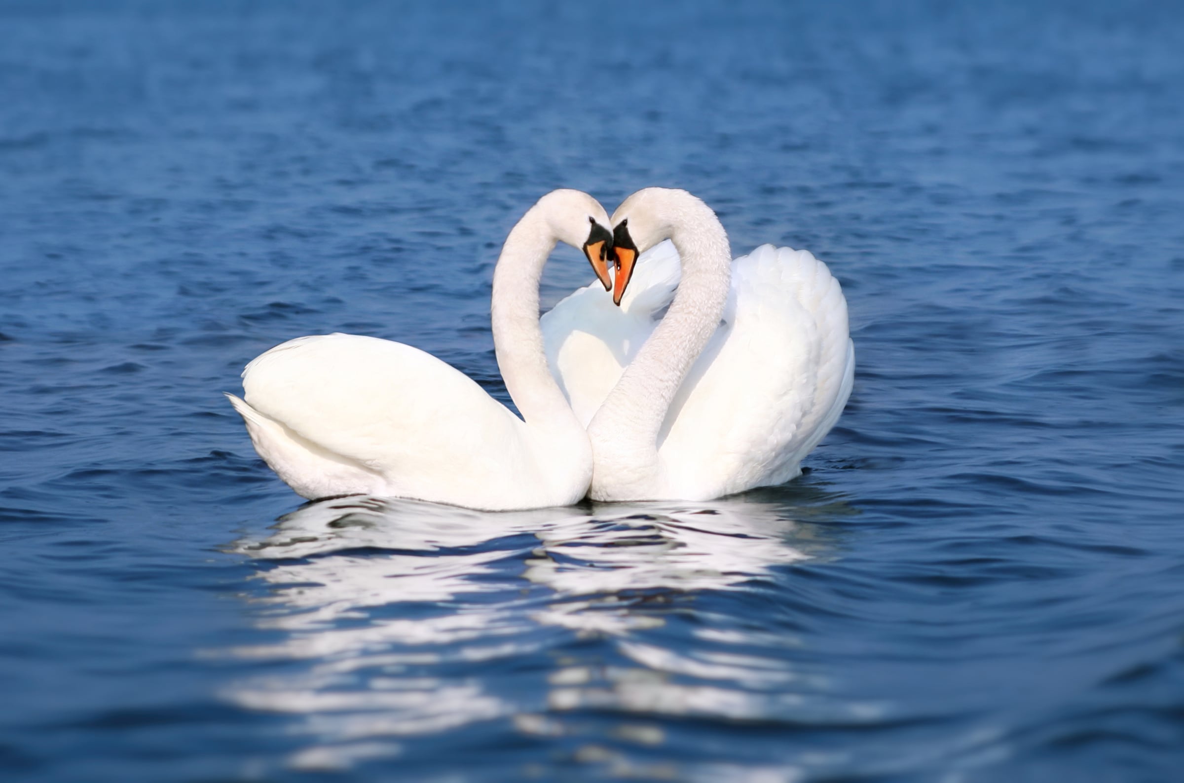 Papermoon Fototapete »Swan Love Couple« glatt günstig online kaufen