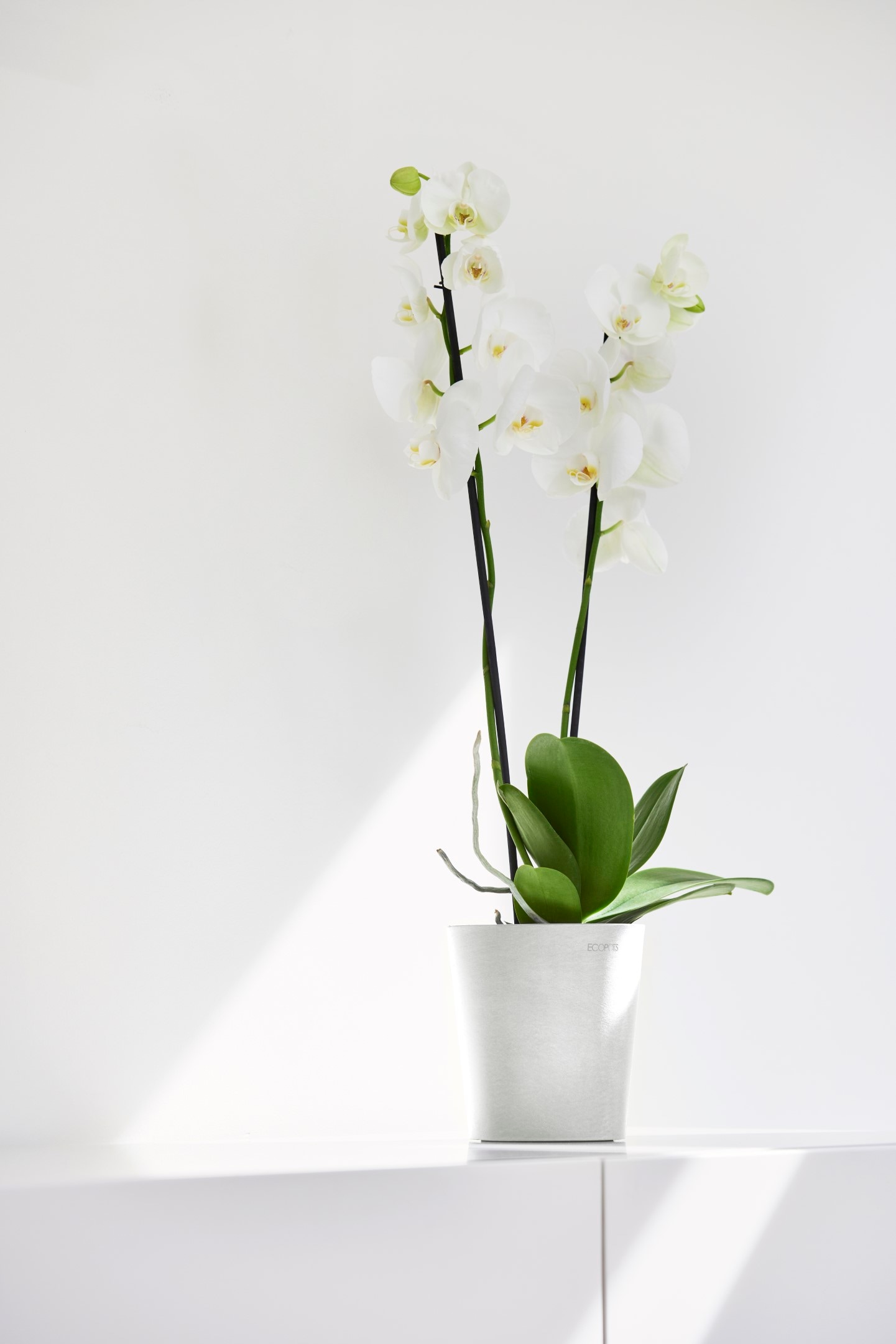 ECOPOTS Blumentopf »Morinda Orchidee 14 Weiß« für den Innenbereich