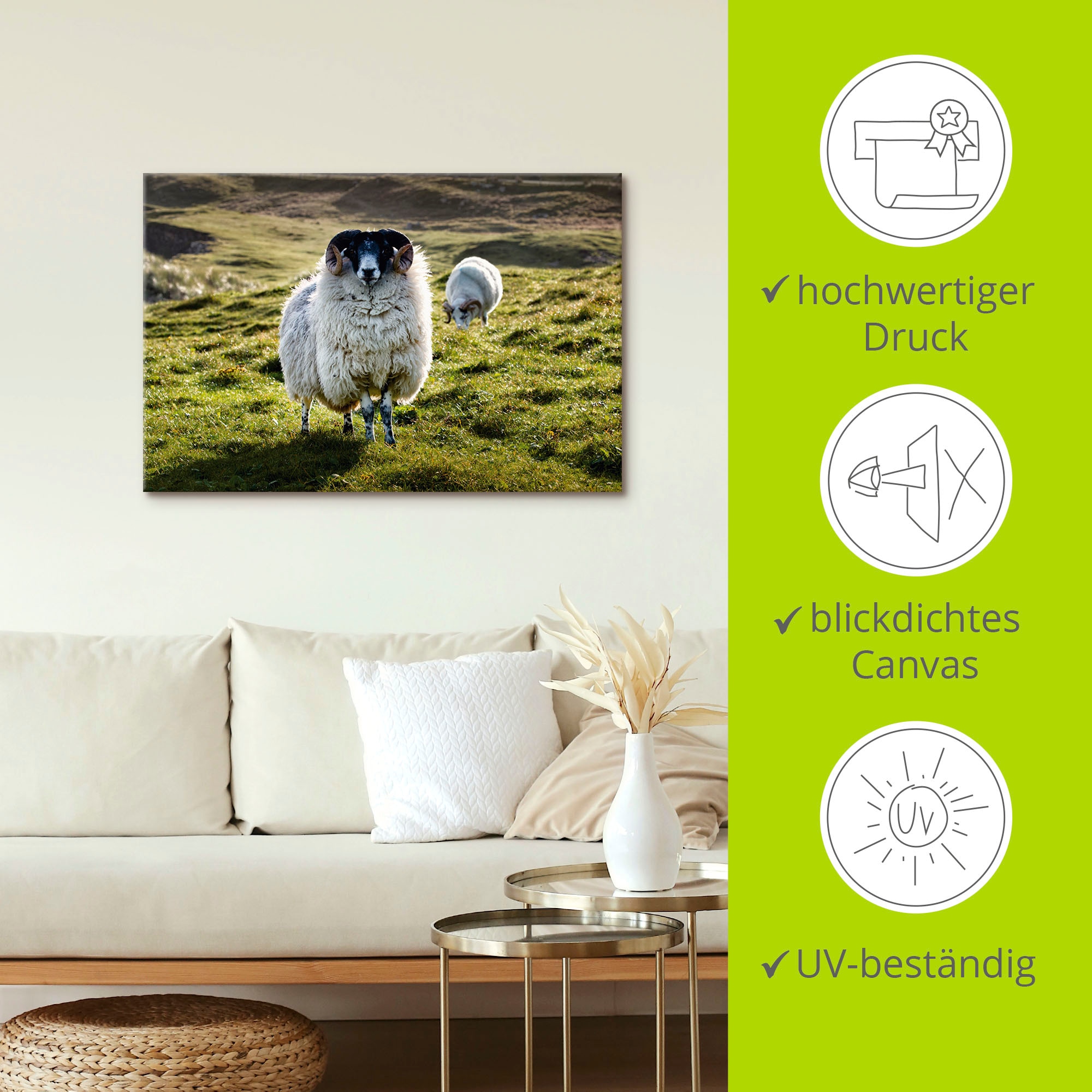 Artland Leinwandbild »Schaf«, Haustiere, (1 St.), auf Keilrahmen gespannt