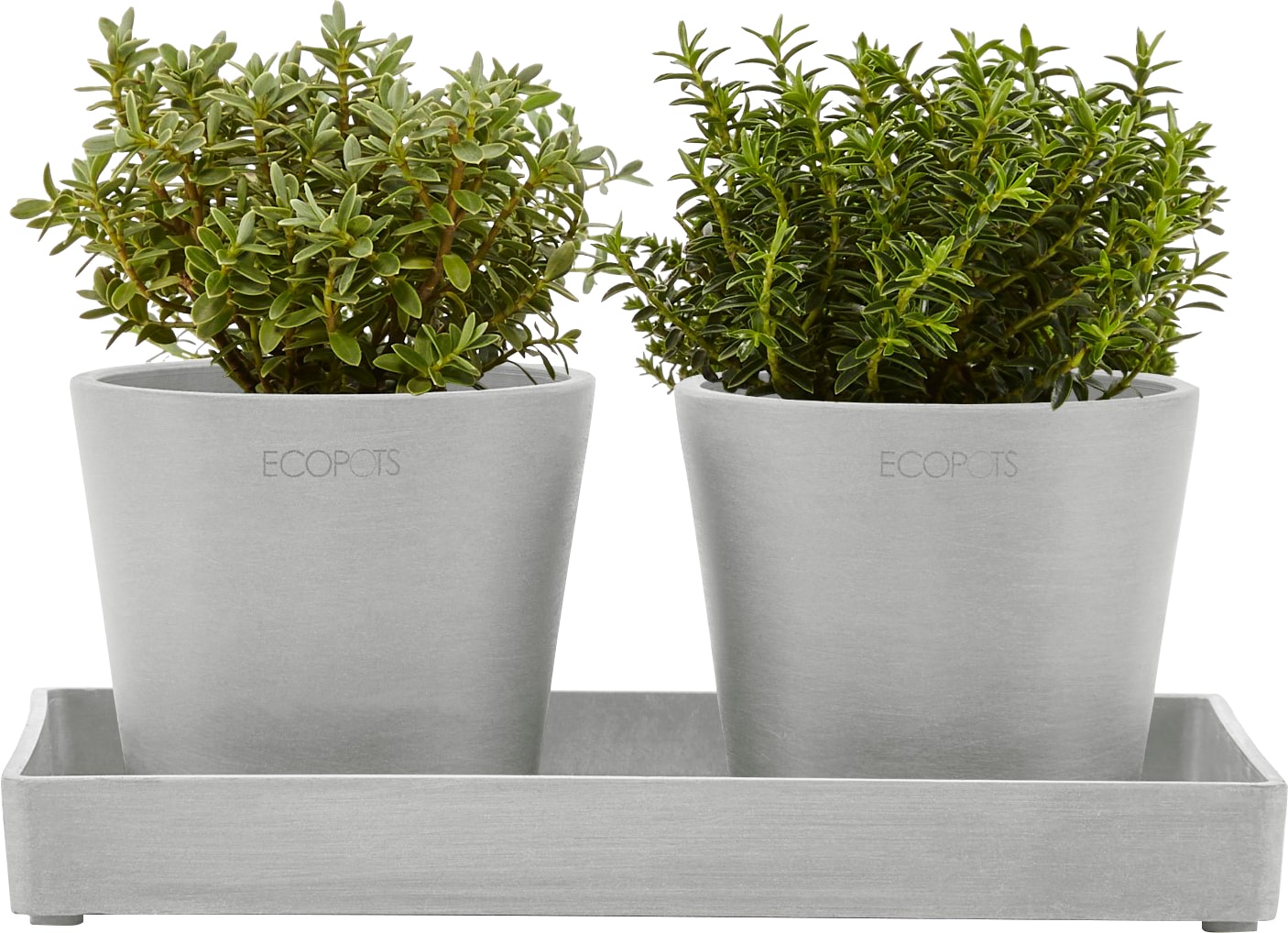 ECOPOTS Blumentopfuntersetzer »DISPLAY PLATTER«, für Ecopots Amsterdam, BxTxH: 15x15x2,5 cm