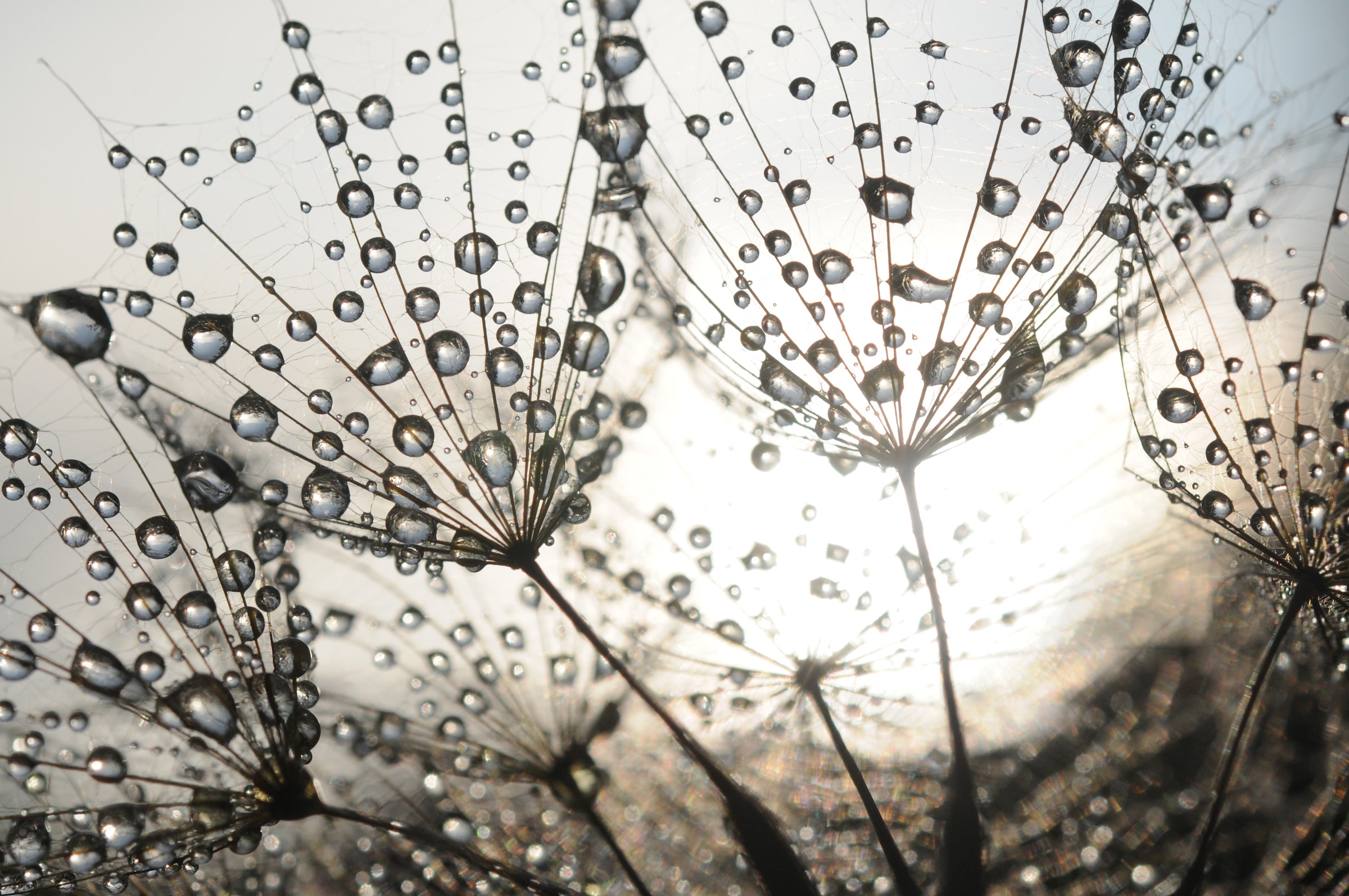 Papermoon Fototapete »Dandelion Seeds Drops« glatt günstig online kaufen