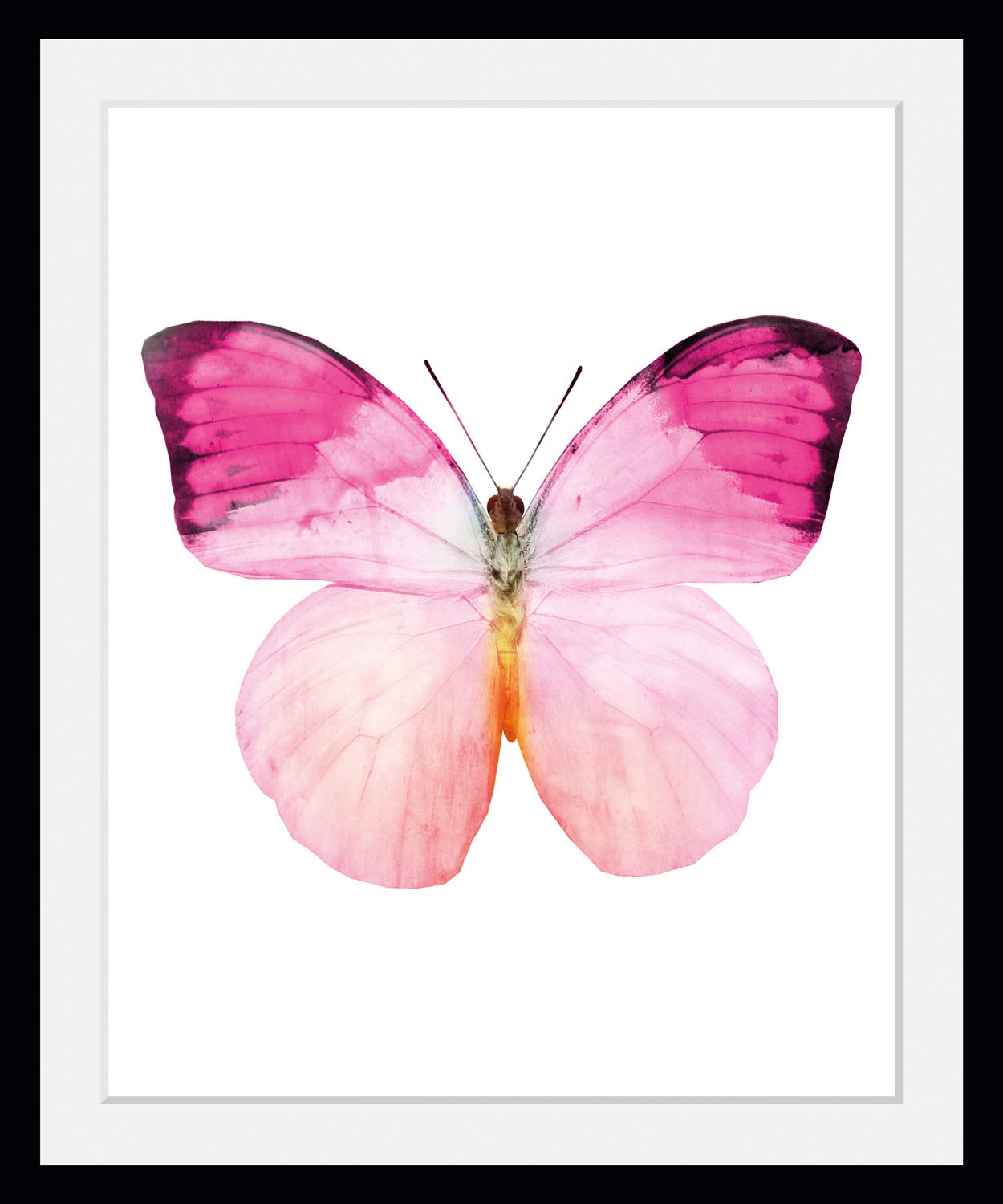 queence Bild »Jody«, Schmetterlinge-Kunst-Insekten, (1 St.), HD Premium Pos günstig online kaufen