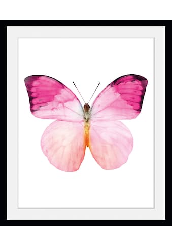 queence Bild »Jody«, Schmetterlinge, (1 St.) kaufen