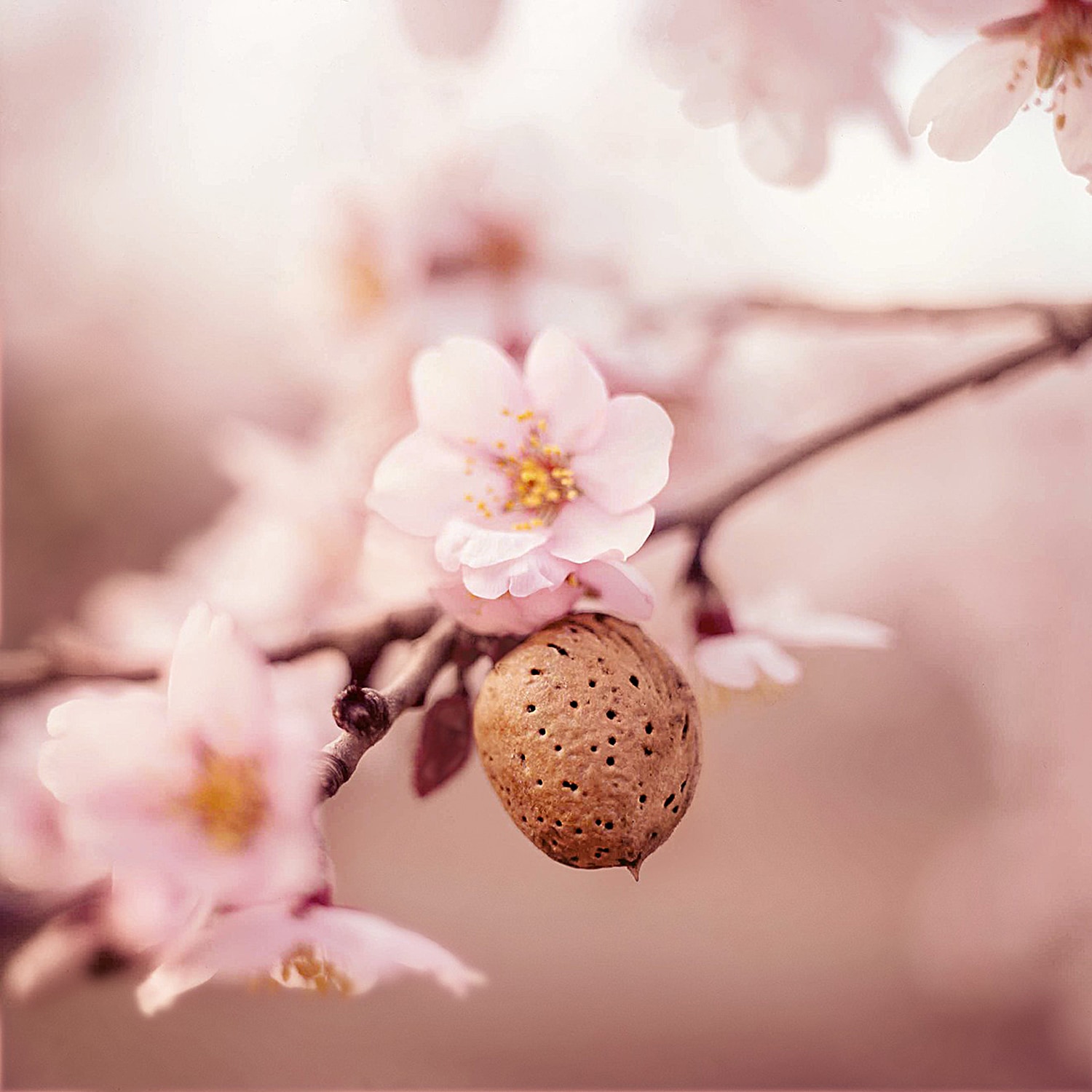 WELEDA Massageöl »Weleda Damm-Massageöl«