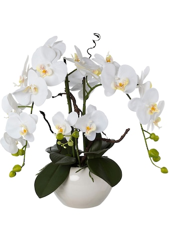 Creativ green Kunstorchidee »Phalaenopsis«, (1 St.), im Keramiktopf kaufen