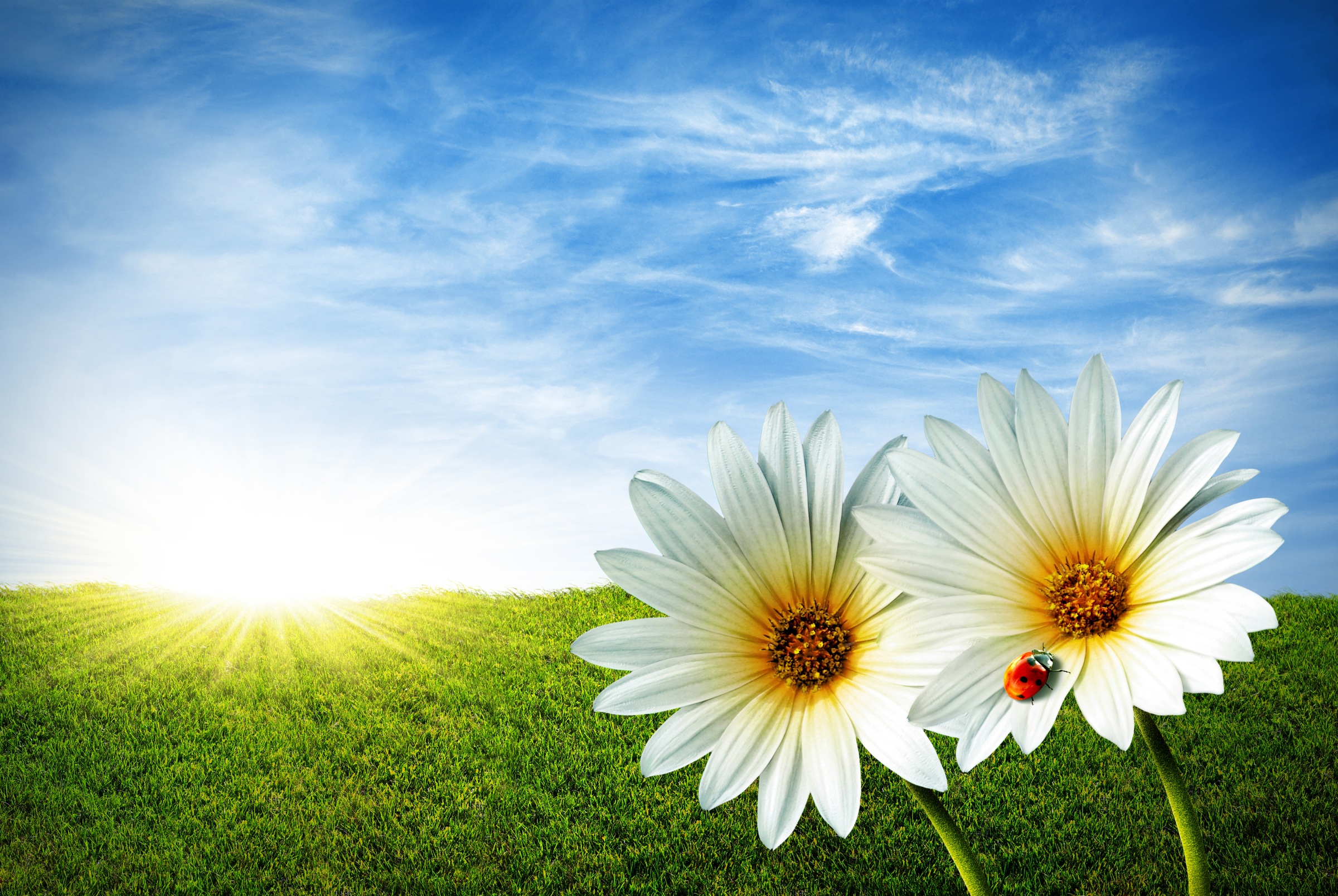 Papermoon Fototapete »Spring Daisies« glatt günstig online kaufen