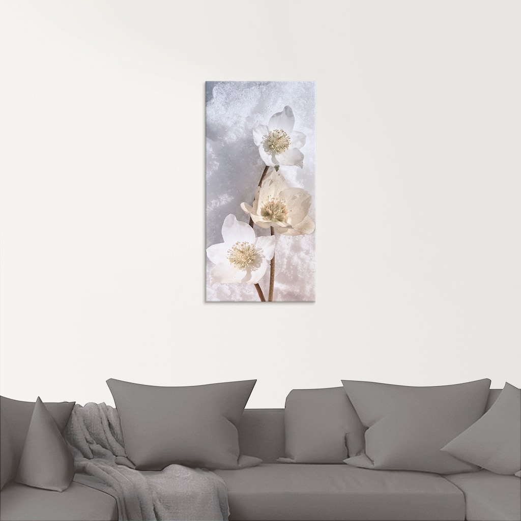 Artland Glasbild »Christrose im Schnee«, Blumen, (1 St.)