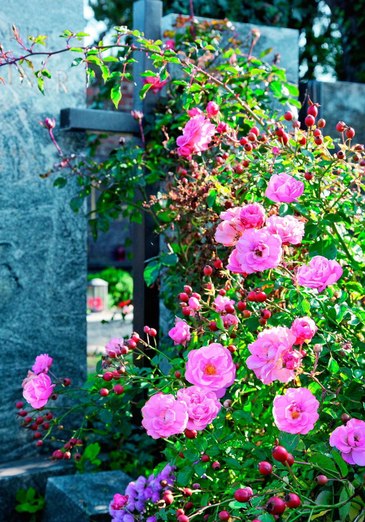 BCM Hecken »Kartoffelrose Hagebutte«, (1 St.), Höhe: 40-60 cm, 1 Pflanze kaufen