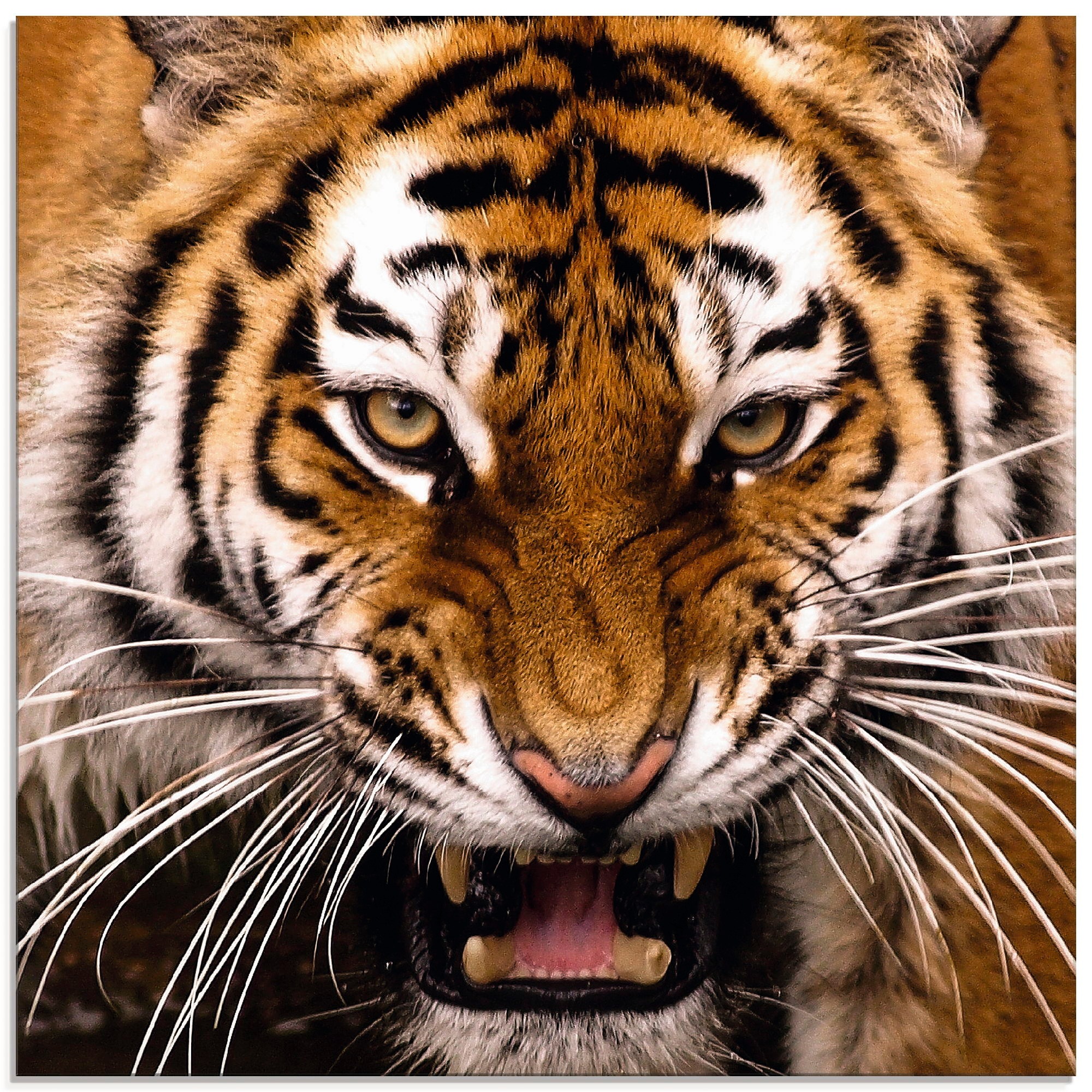 Artland Glasbild »Tiger Kopf«, Wildtiere, (1 St.), in verschiedenen Größen günstig online kaufen
