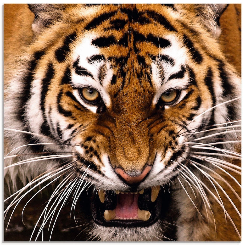 Artland Glasbild »Tiger Kopf«, Wildtiere, (1 St.)