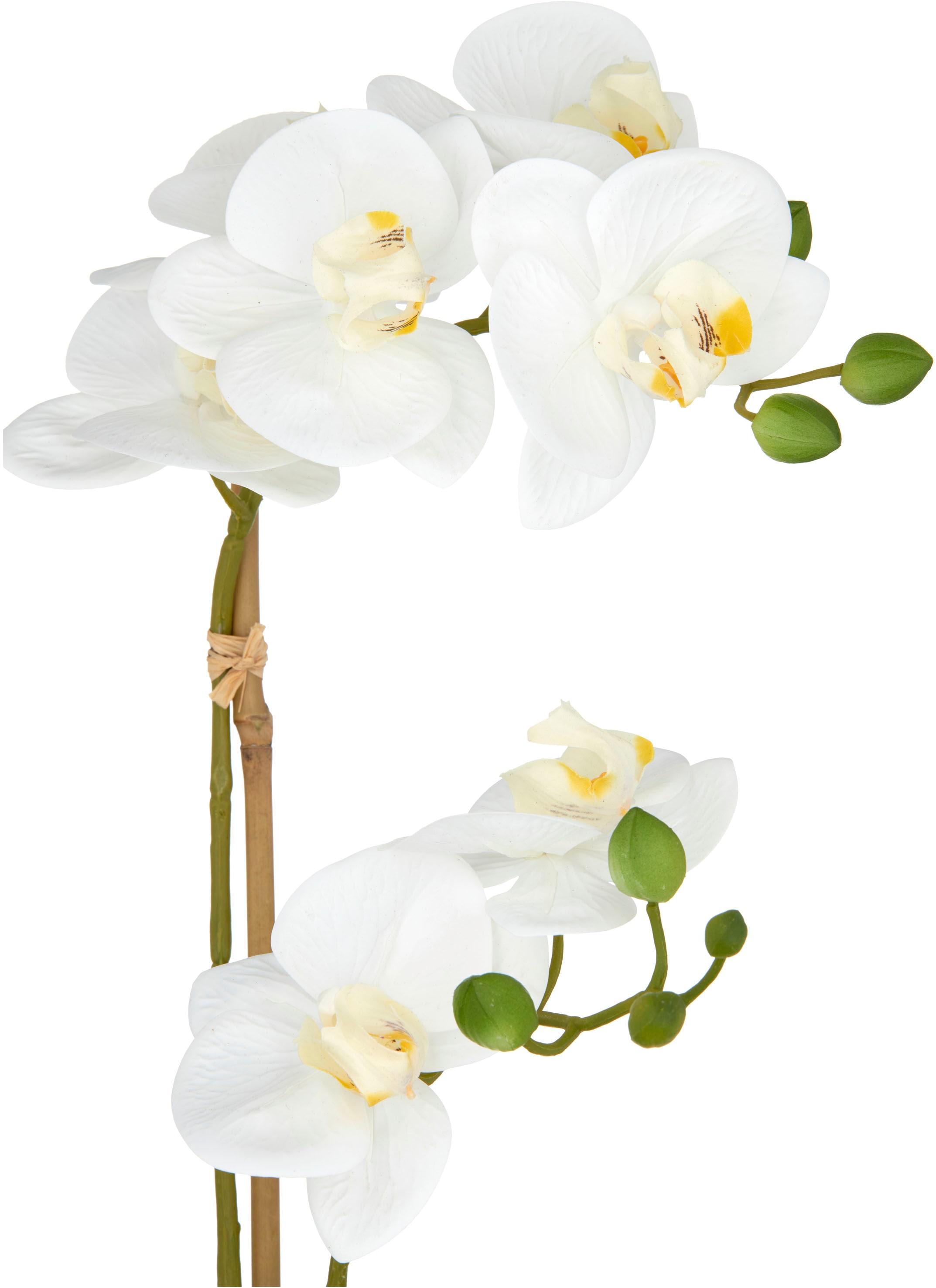 Creativ green Kunstorchidee »Orchidee Phalaenopsis«, mit dauerhafter Blütenpracht