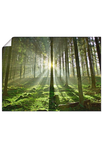 Artland Wandbild »Wald im Gegenlicht«, Wald, (1 St.), in vielen Größen & Produktarten... kaufen