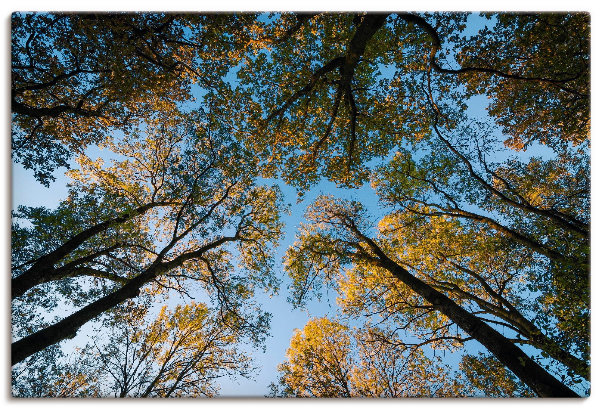 Offizielle allgemeine Versandhandelsseite Artland Wandbild »Herbst im Größen kaufen versch. (1 Poster auf oder Wandaufkleber Leinwandbild, Rechnung in St.), als Wald«, Bäume, Alubild