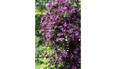 BCM Kletterpflanze »Waldrebe 'Etoile Violette'«, (1 St.), Höhe: 40-60 cm, 1 Pflanze kaufen