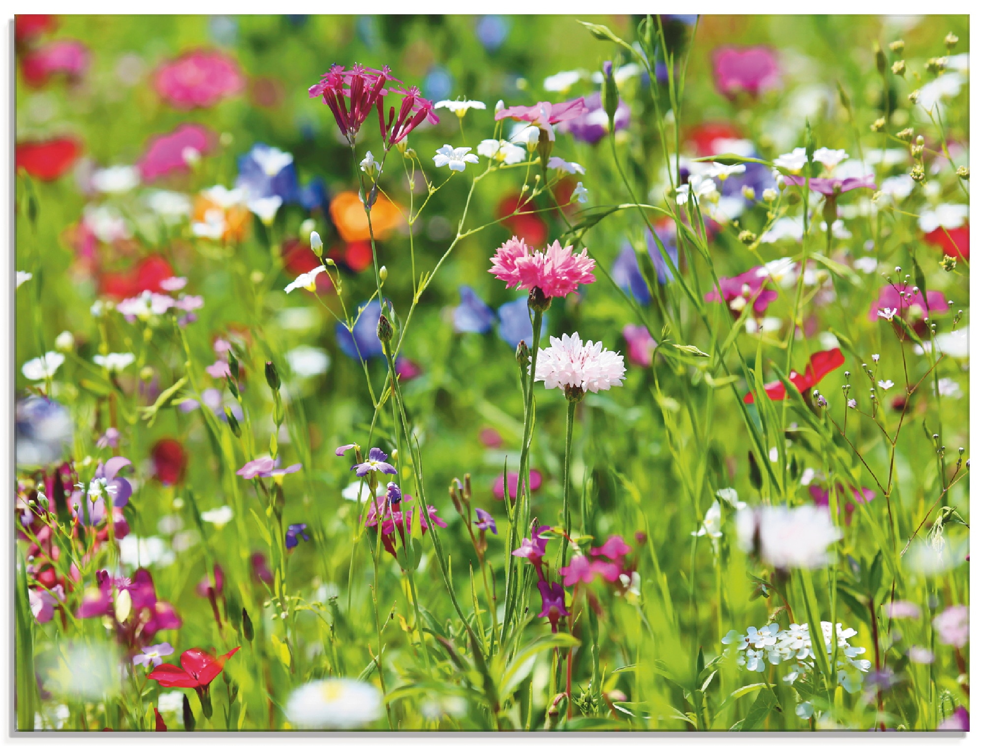 Artland Glasbild »Blumenwiese I« Blumenwiese 1 Stk. tlg. in verschiedenen G günstig online kaufen