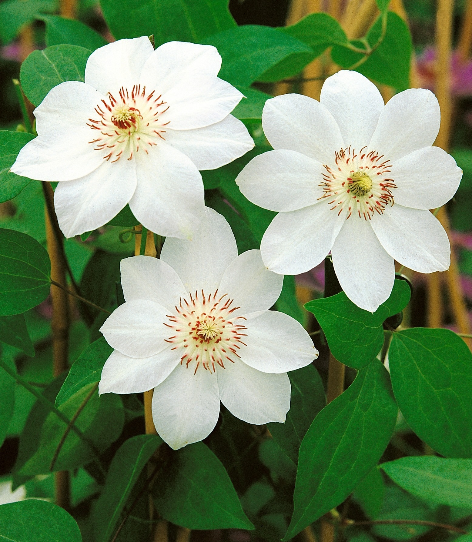 BCM Kletterpflanze »Clematis 'Miss Bateman'«, (2 St.), Waldrebe-Set: 2 Pflanzen kaufen