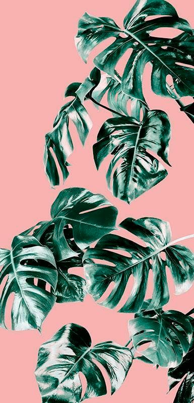 Komar Fototapete Monstera Rosé Panel B/L: ca. 100x250 cm günstig online kaufen