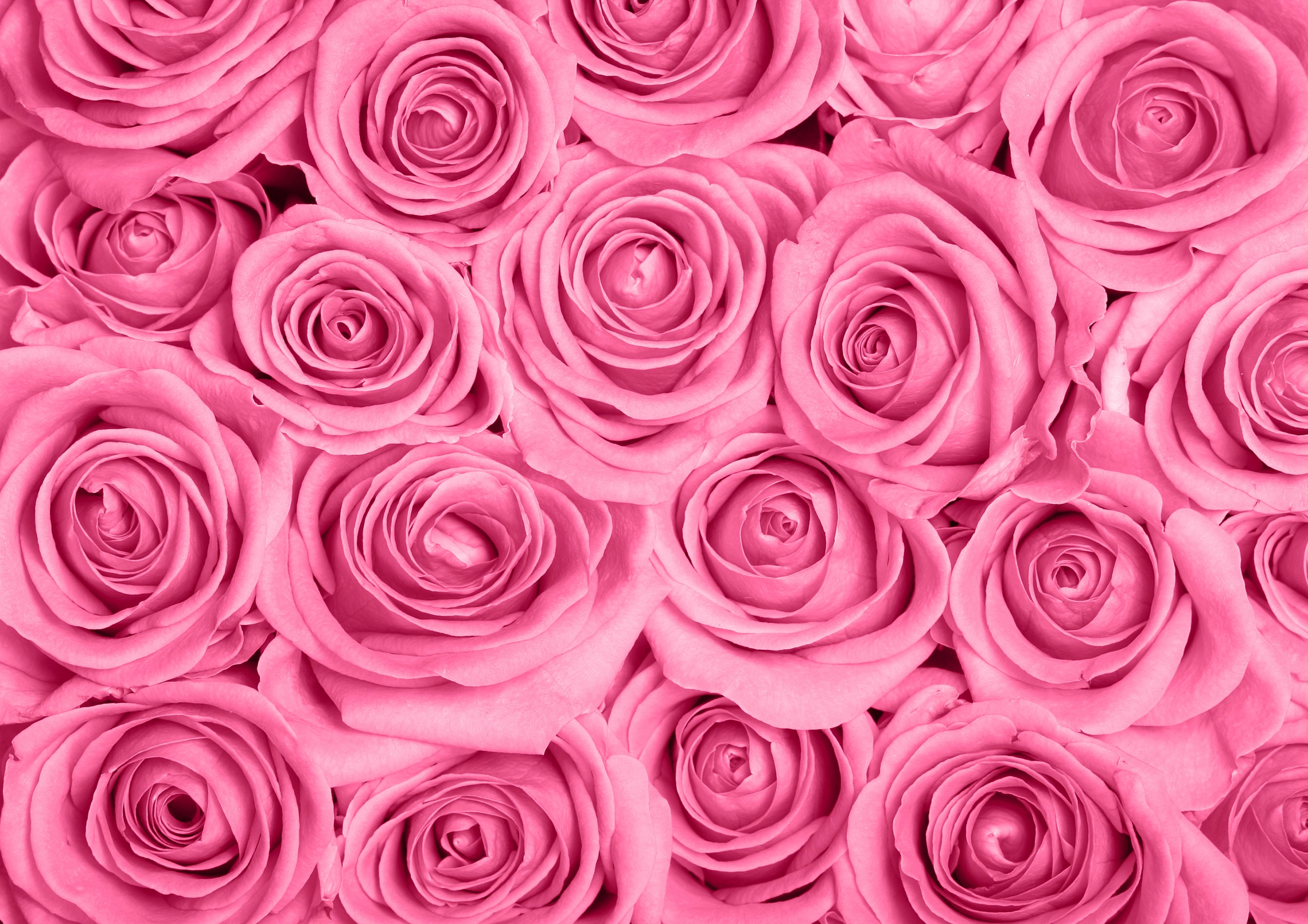 Papermoon Fototapete »Pink Roses« glatt günstig online kaufen