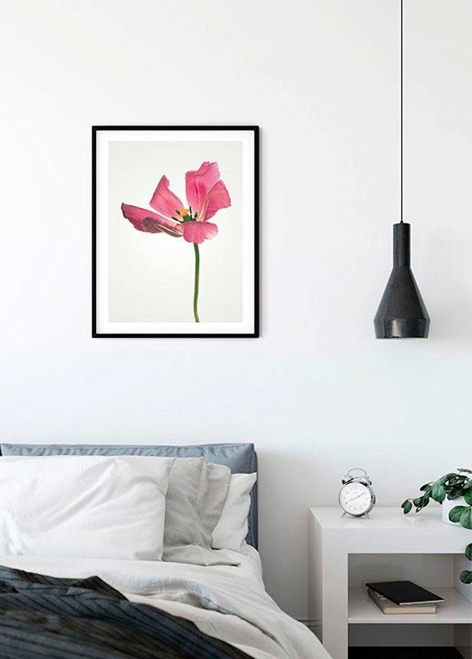 Komar Bild »Tulip«, Blumen, (1 St.), Wandbild zur Dekoration - ohne Rahmen