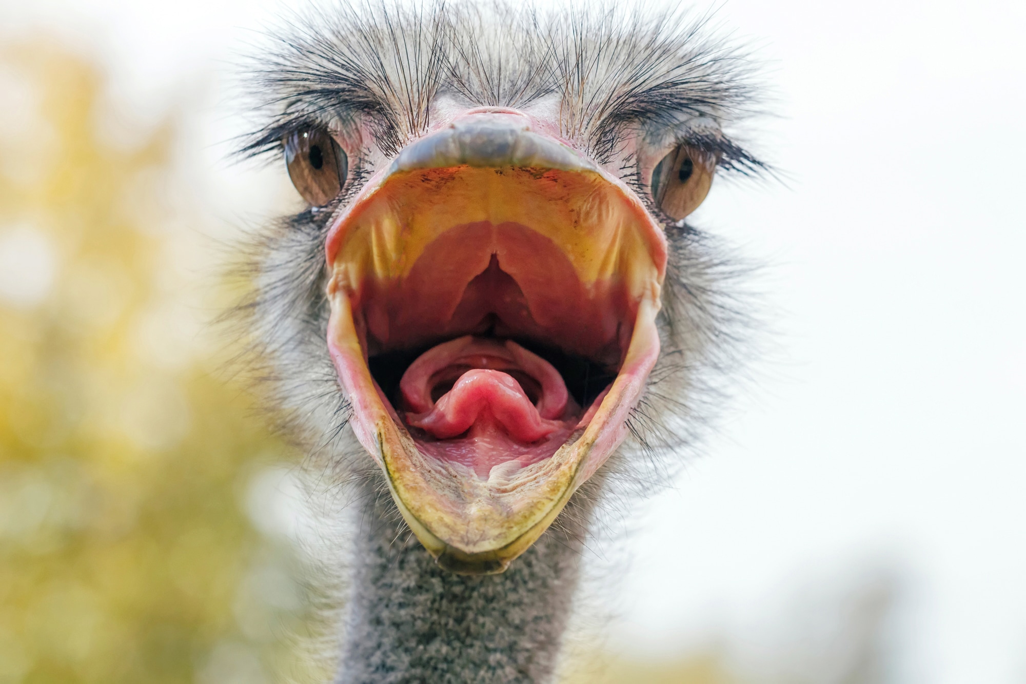 Papermoon Fototapete »VOGEL STRAUß-HUMOR PORTRÄT VOGEL AFRIKA SAVANNE« günstig online kaufen