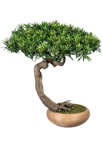 Creativ green Kunstbonsai »Bonsai Podocarpus Shankan«, (1 St.), in Keramikschale kaufen