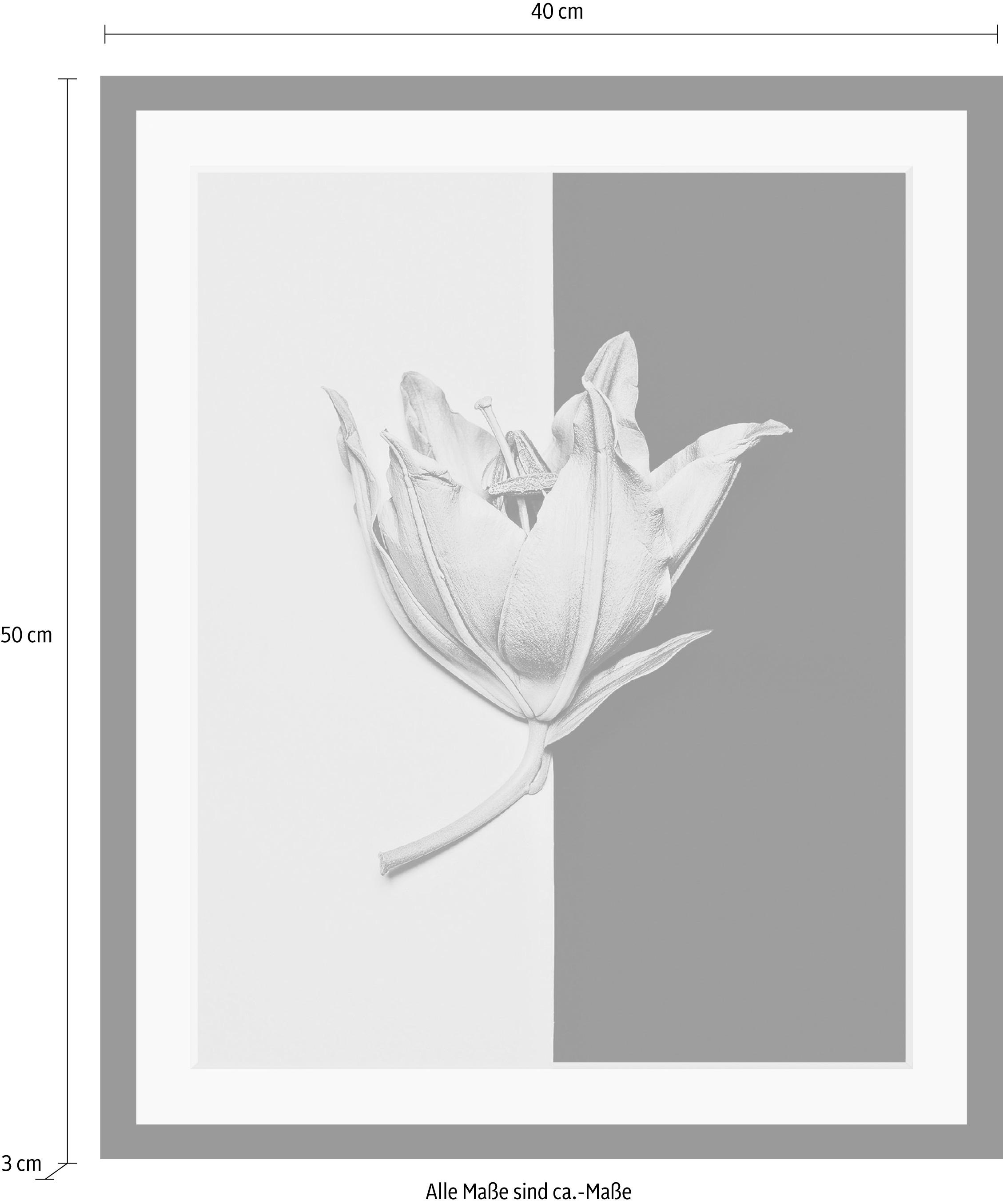 queence Bild »Blüte« Blumen | Blumenbilder | Kunst | Pflanzen HD Premium Poster-Druck inkl. Holzrahmen