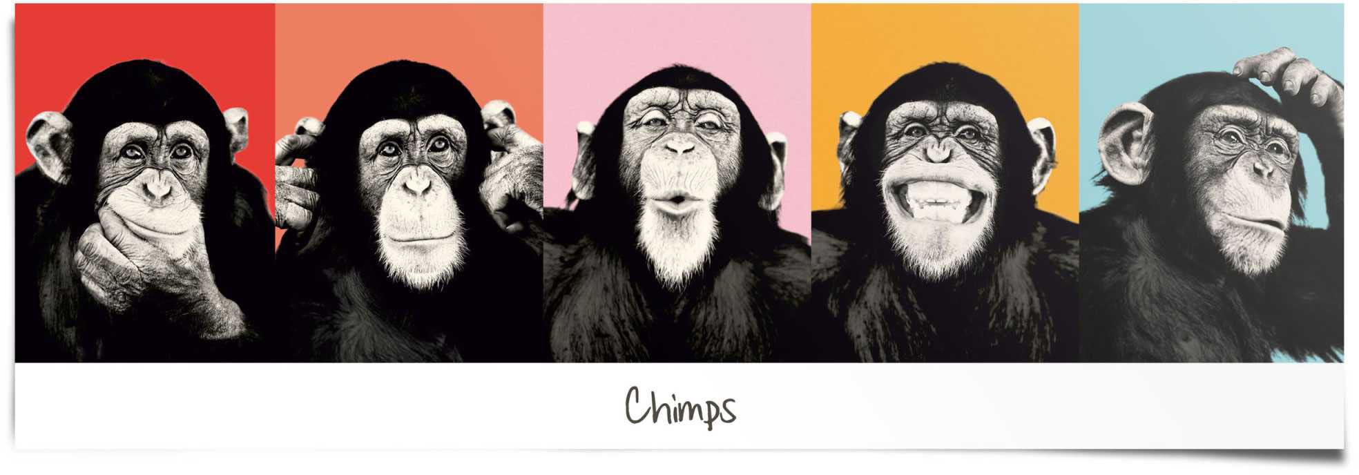 Reinders! Poster »Schimpanse Pop«, (1 Raten kaufen St.) auf