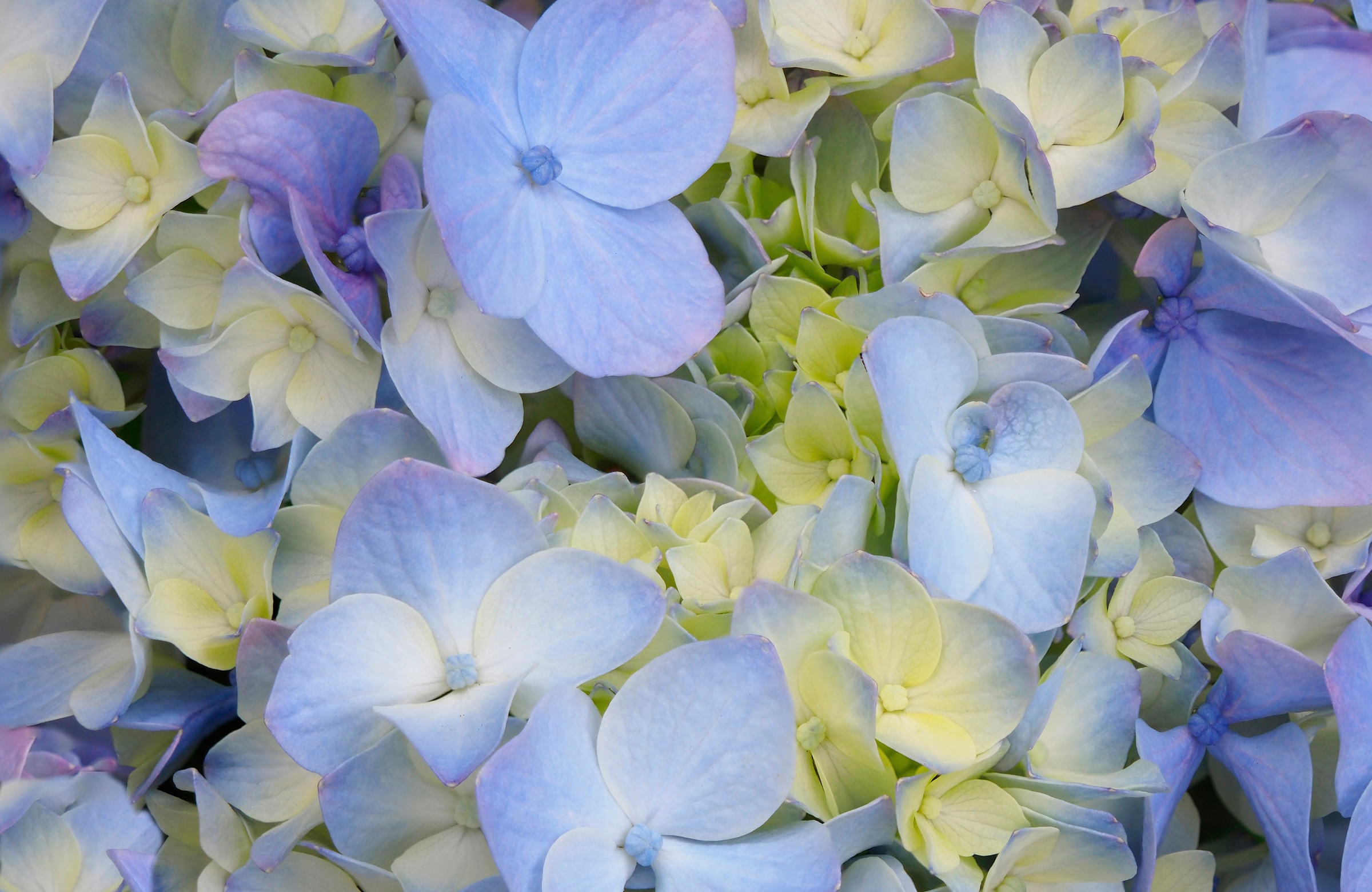 Papermoon Fototapete »HORTENSIE-BLÜTE-BLUMEN PFLANZEN NATUR MUSTER DEKOR« günstig online kaufen