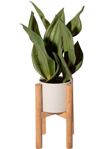 Creativ green Künstliche Zimmerpflanze »Sanseveria im Keramiktopf auf Holzrack«, (1... kaufen