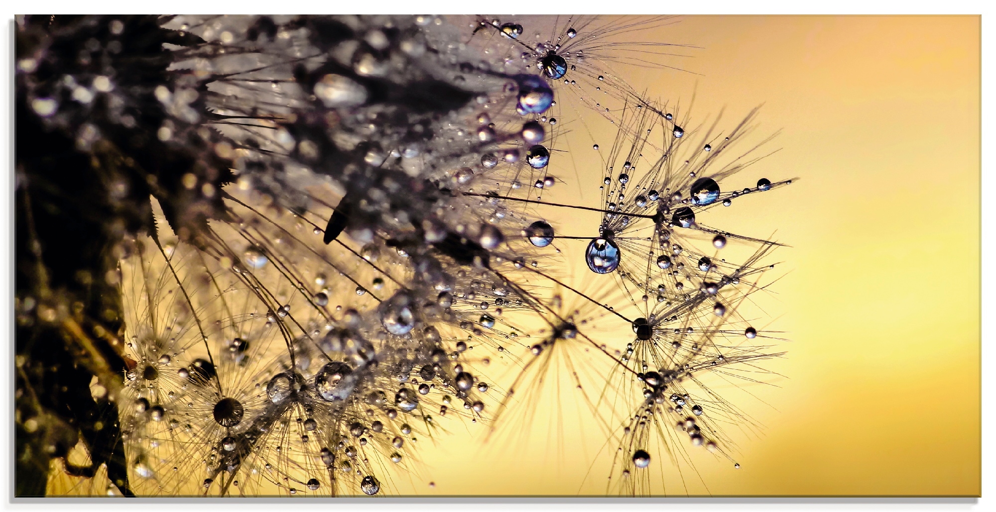 Artland Glasbild »Pusteblume mit Tautropfen benetzt«, Blumen, (1 St.), in v günstig online kaufen