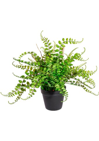 Creativ green Künstliche Zimmerpflanze »Blattfarnbusch«, (1 St.) kaufen