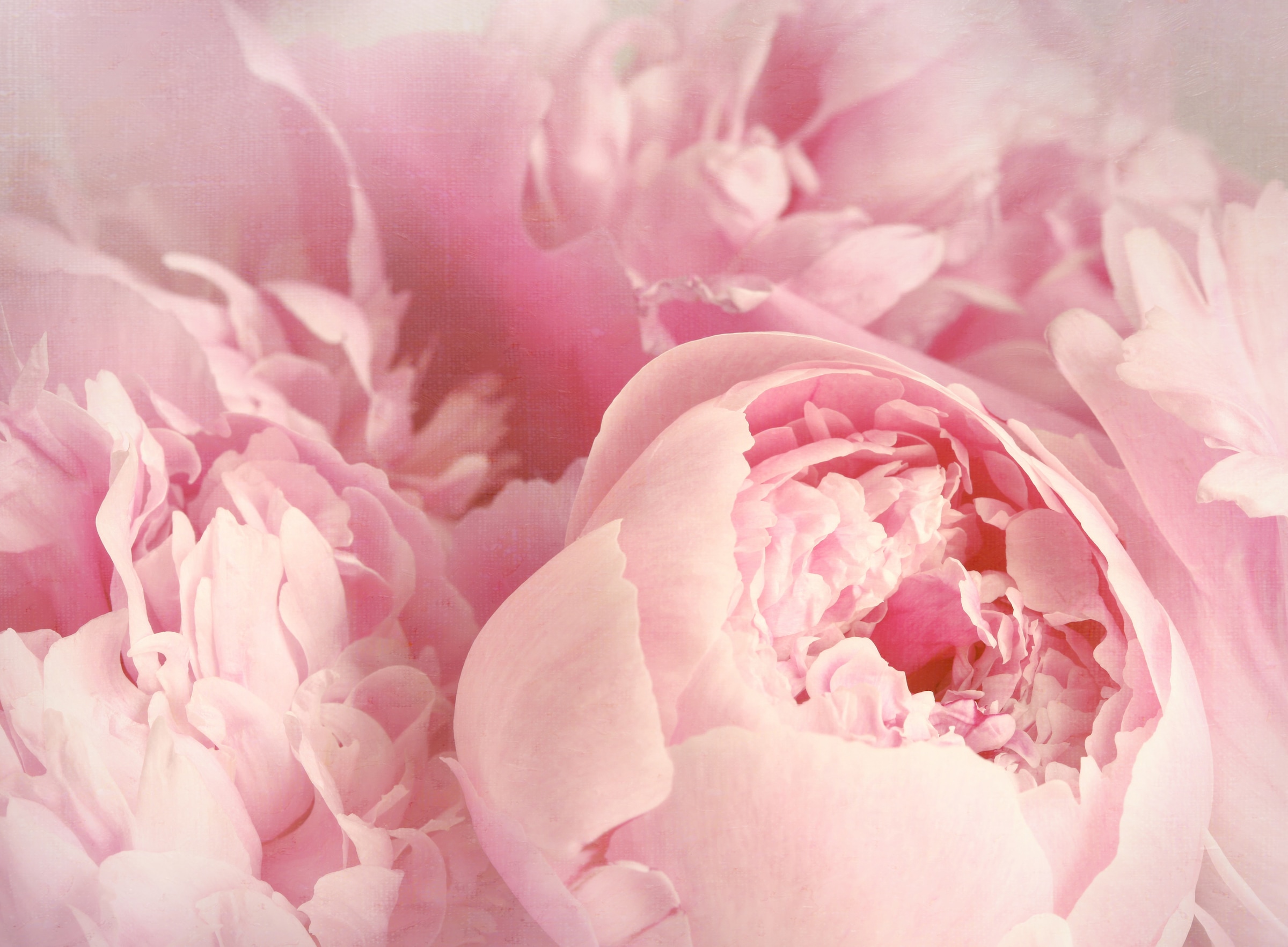 Papermoon Fototapete »Peony Flowers« glatt günstig online kaufen