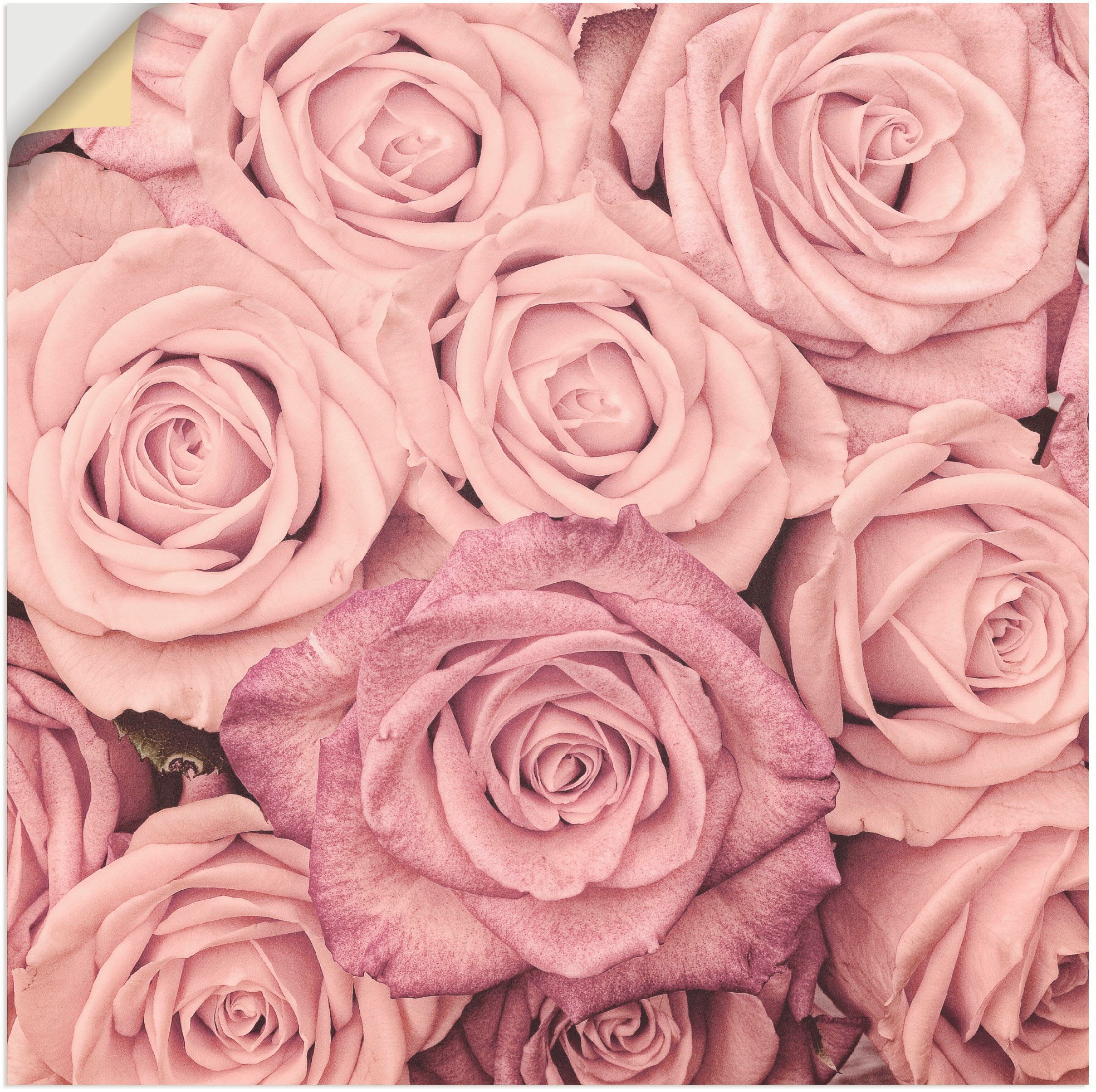 Artland Wandbild »Rosen«, Blumen, (1 St.), als Leinwandbild, Wandaufkleber günstig online kaufen