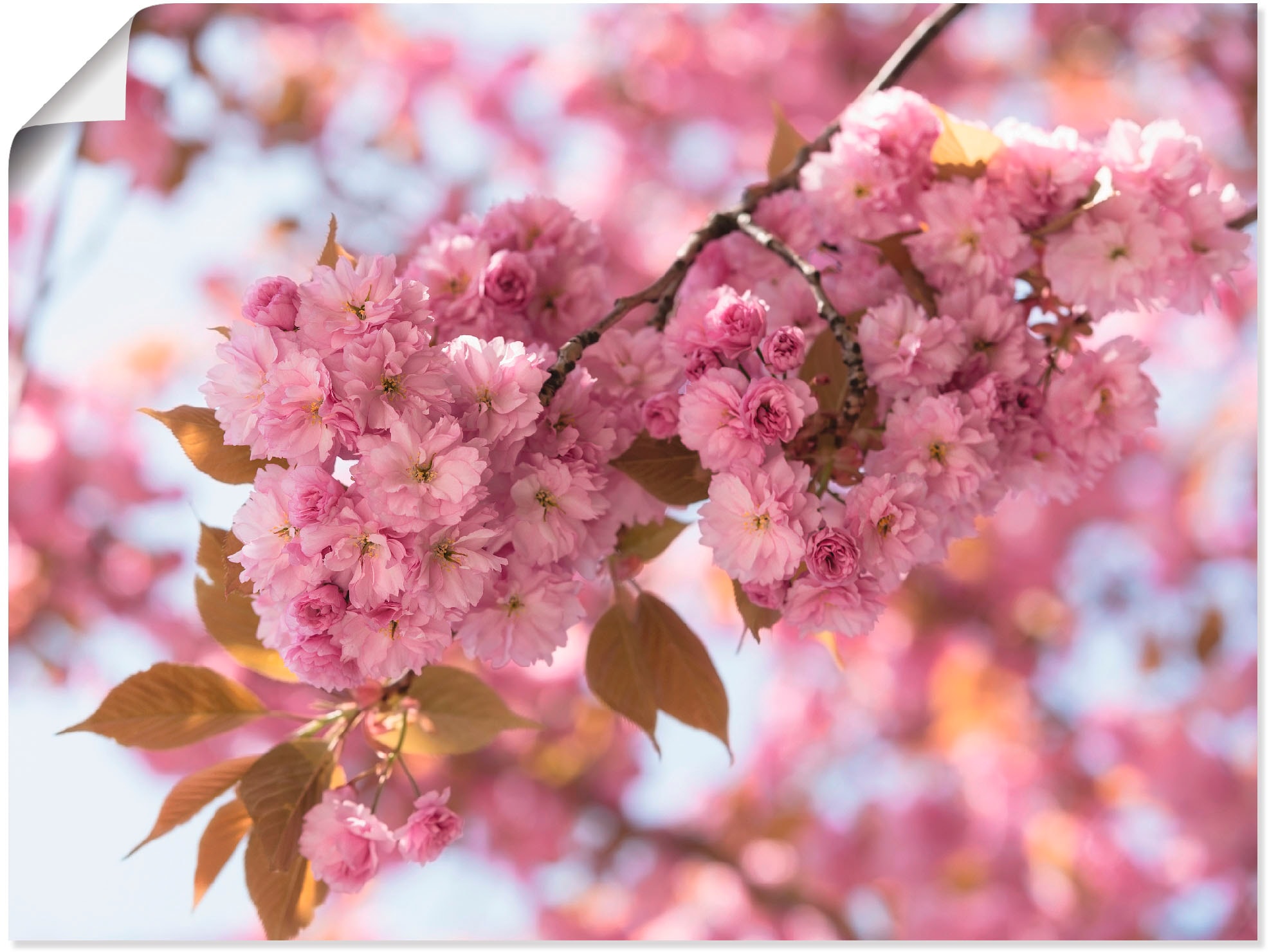 Artland Wandbild »Japanische Kirschblüte in Love I«, Blumen, (1 St.), als L günstig online kaufen