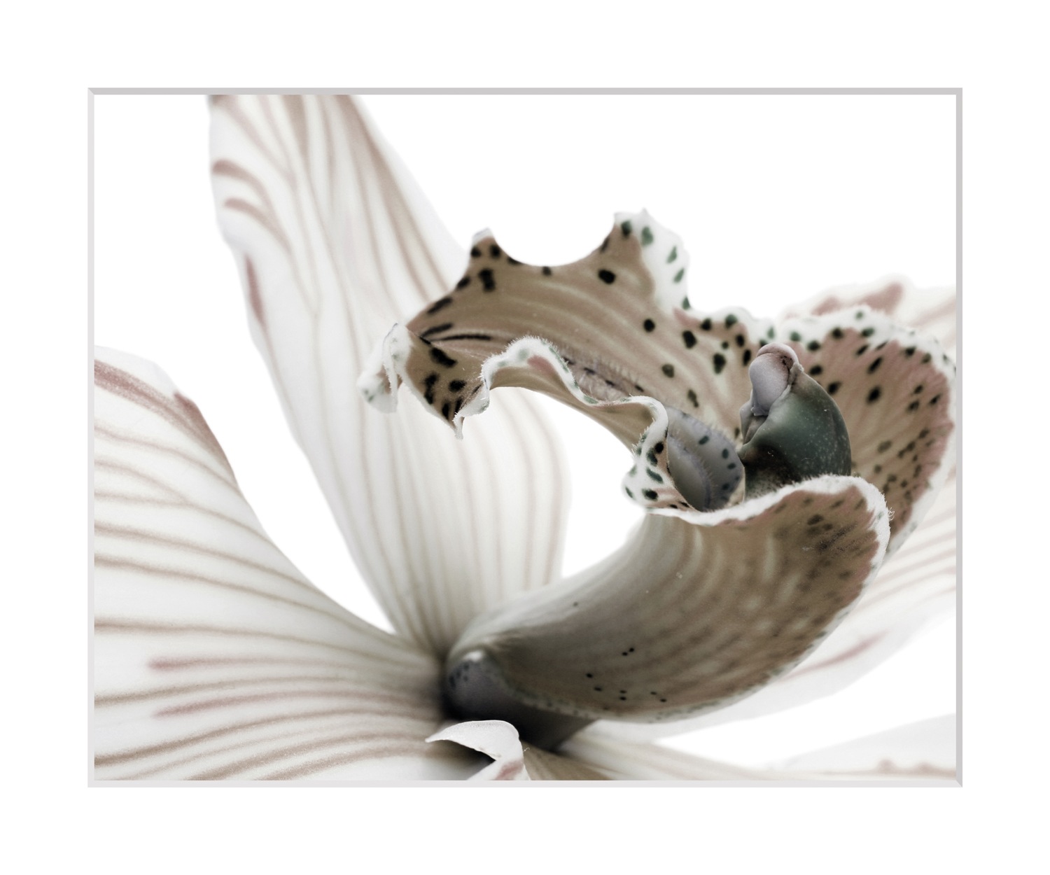 queence Bild »Herkules« Blumen | Blumenbilder | Foto | Kunst | Pflanzenbilder Rosen, gerahmt