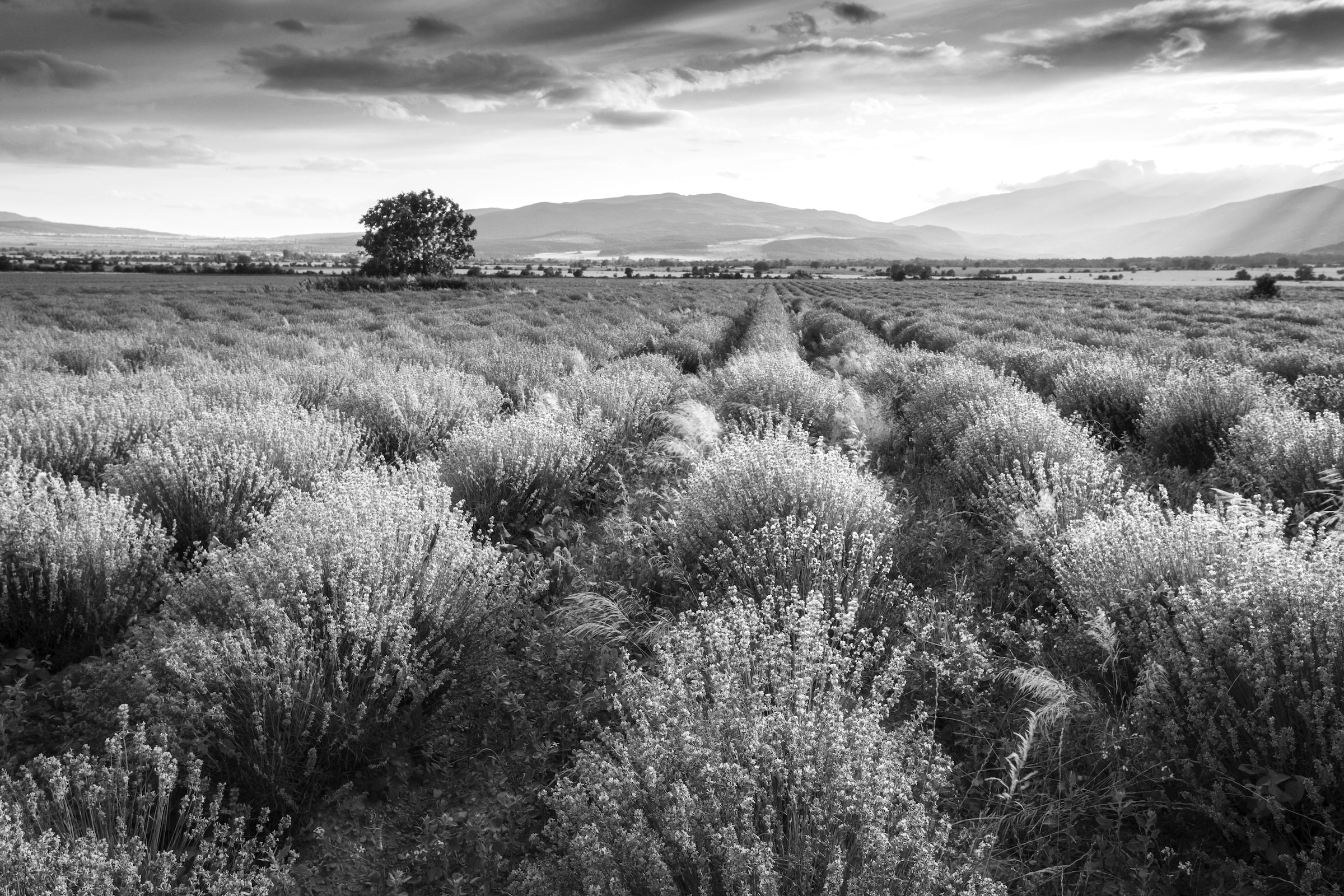 Papermoon Fototapete »Landschaft Schwarz & Weiß« günstig online kaufen