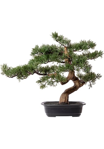 Kunstbonsai »Bonsai Zeder«