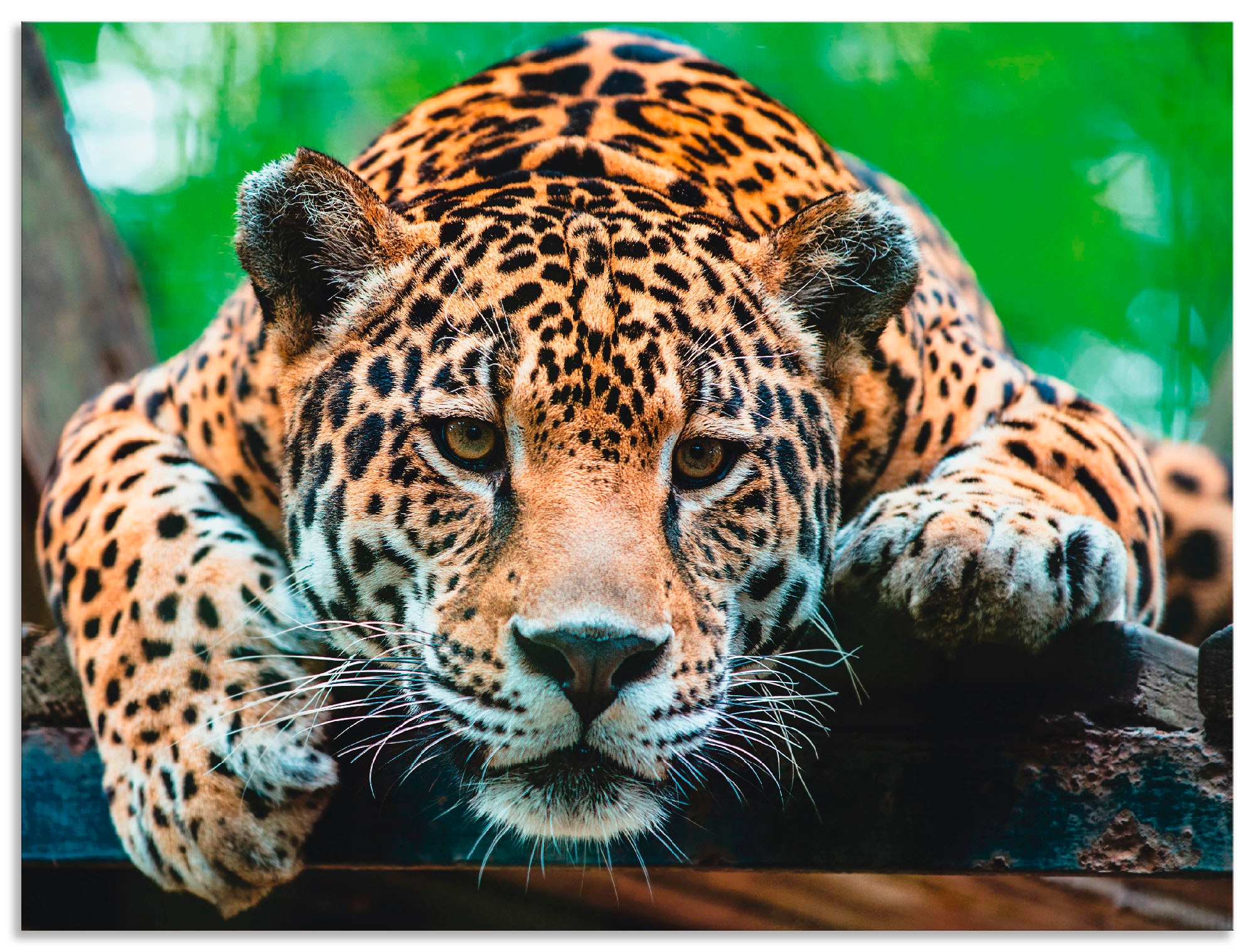 Artland Wandbild »Südamerikanischer Jaguar«, Wildtiere, (1 St.), als Alubil günstig online kaufen