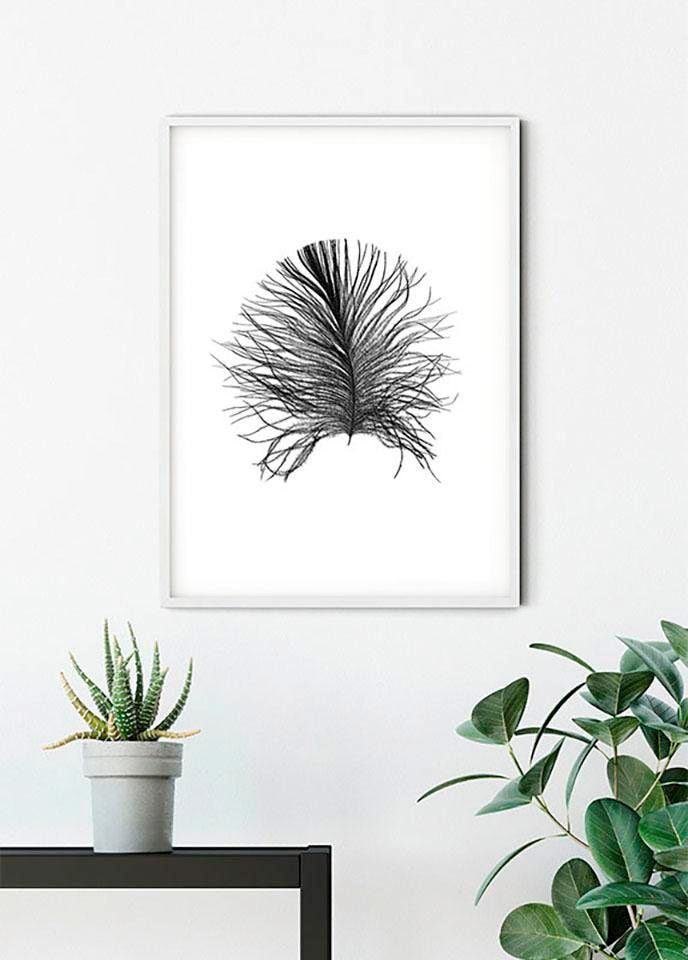 Komar Bild »Feather White« Federn 1 Stk. tlg. Wandbild zur Dekoration - ohne Rahmen
