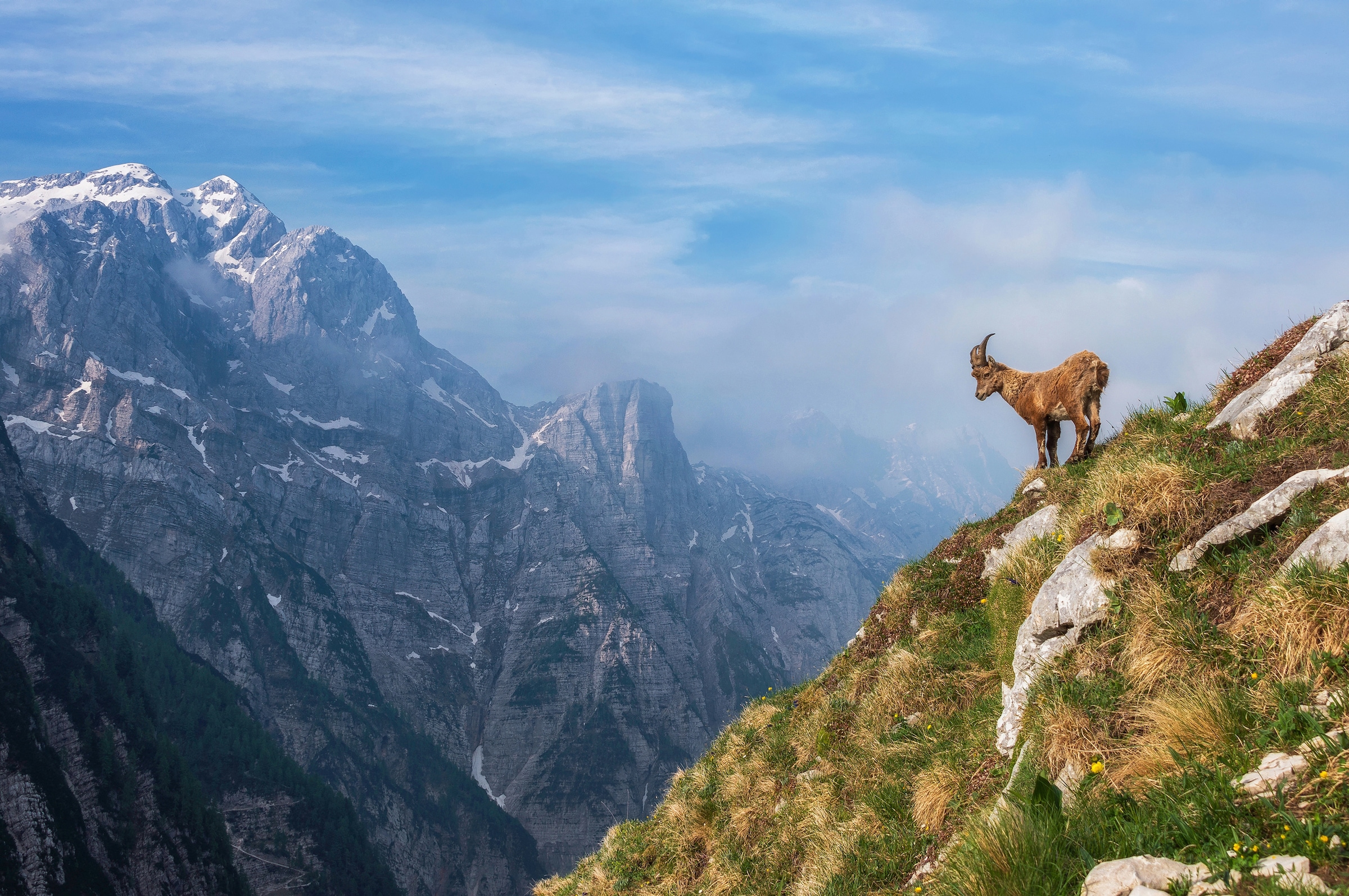 Papermoon Fototapete »Photo-Art ALES KRIVEC, ALPINE IBEX IN DEN BERGEN« günstig online kaufen