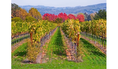 Fototapete »WEINBERG IM HERBST-WINZER REBE WEIN GEBIRGE FELD WIESE«