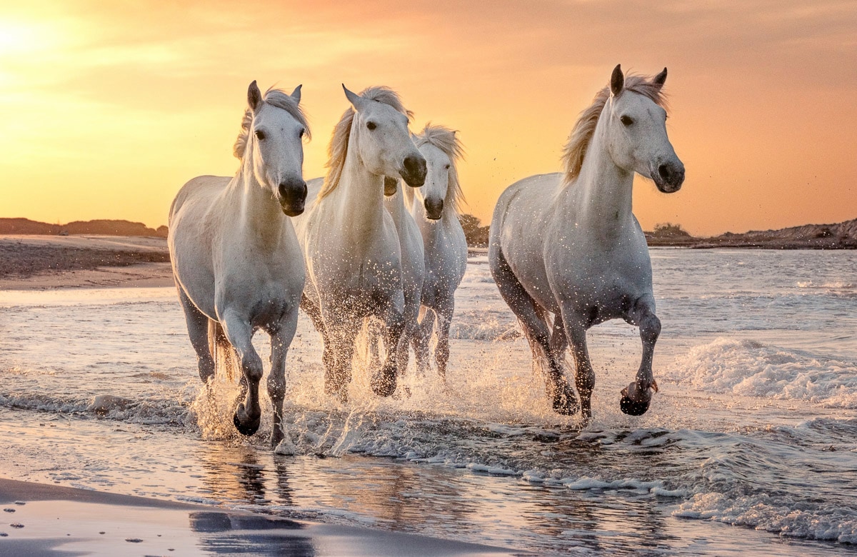 Papermoon Fototapete »PFERDE-CAMARGUE GALLOP STRAND MEER TIERE KÜSTE PROVEN günstig online kaufen