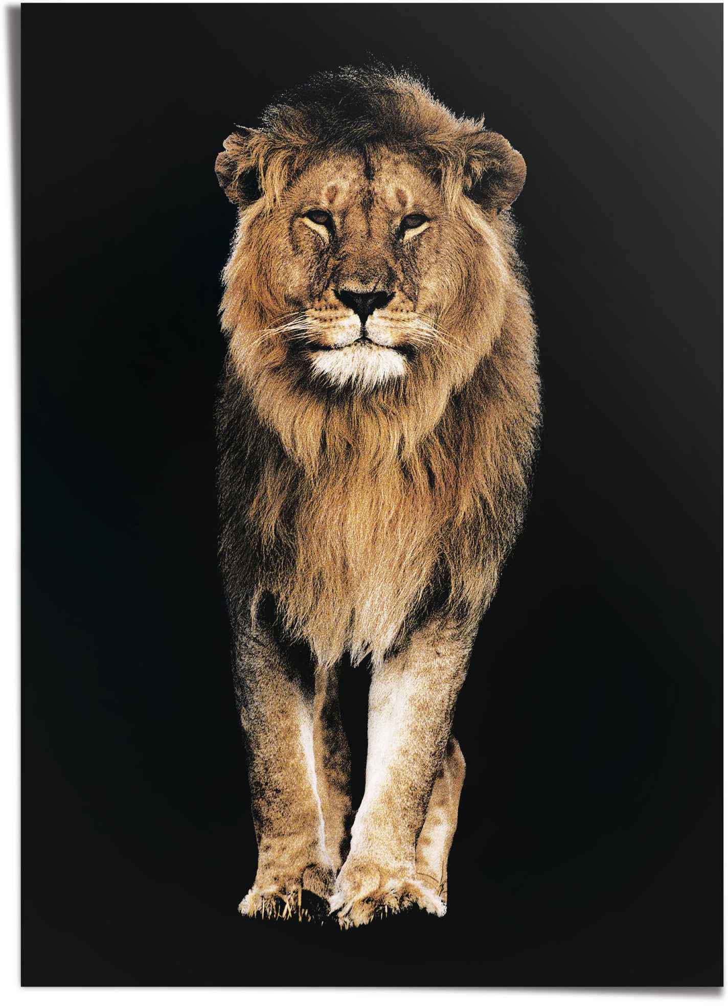 Reinders! Poster »Löwe« auf Rechnung bestellen | Poster