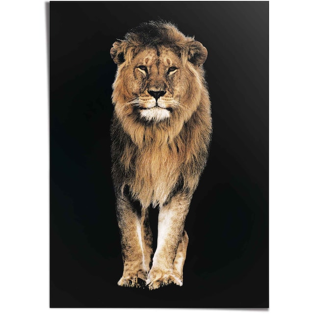 Reinders! Poster »Löwe« auf Rechnung bestellen