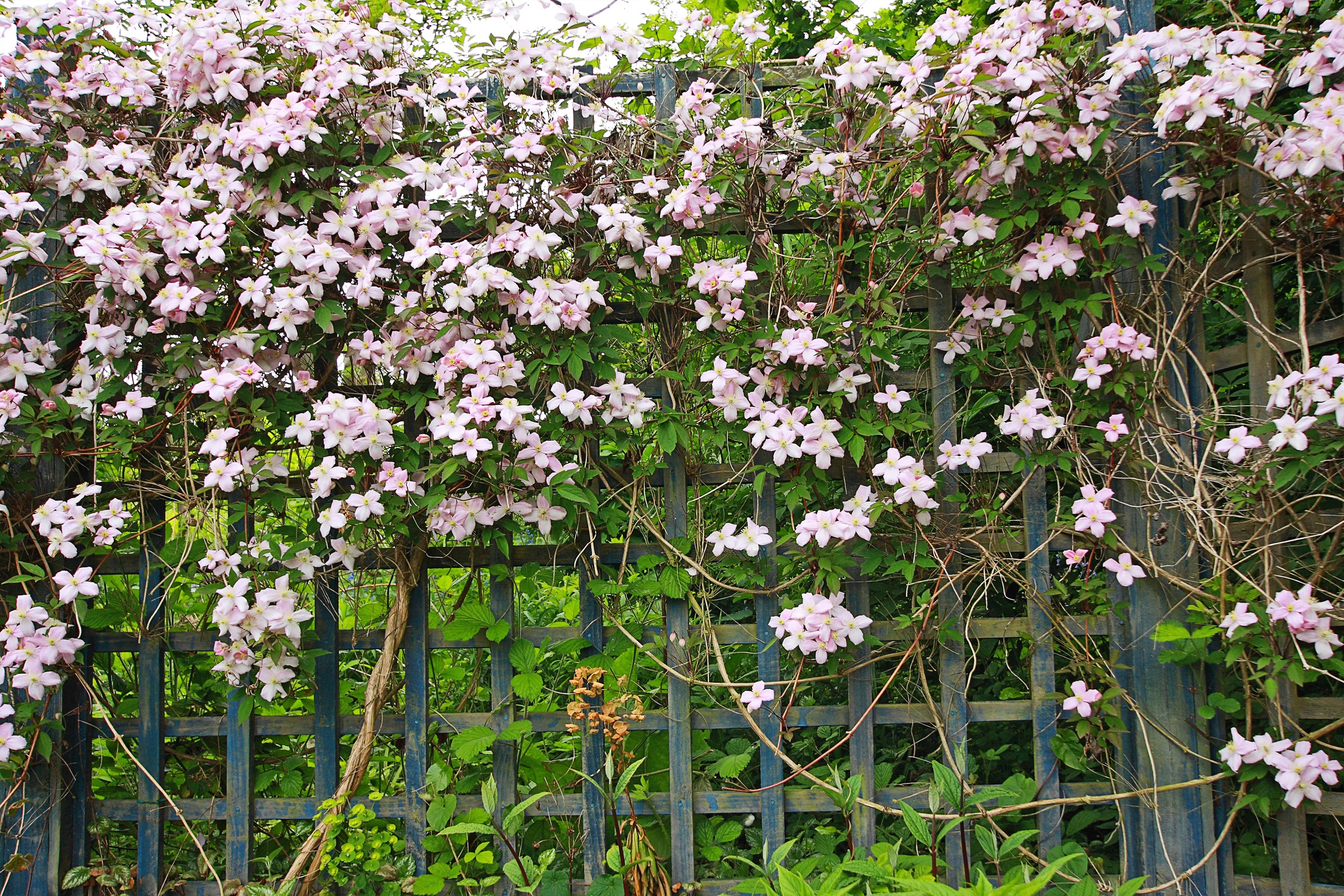 BCM Kletterpflanze »Waldrebe 'Fragrant Spring'«, (1 St.), Höhe: 40-60 cm, 1 Pflanze kaufen