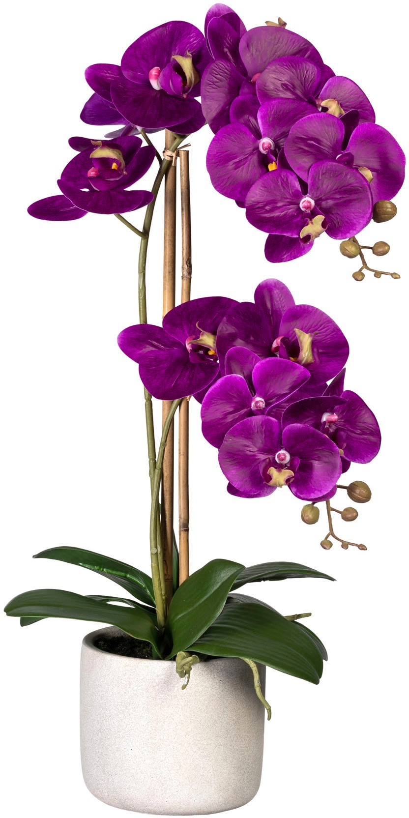 Creativ green Kunstorchidee »Phalaenopsis«, im Zementtopf auf Raten  bestellen